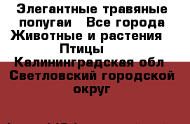 Элегантные травяные попугаи - Все города Животные и растения » Птицы   . Калининградская обл.,Светловский городской округ 